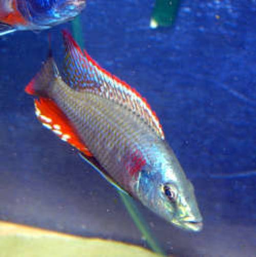 dimidiochromis strigatus