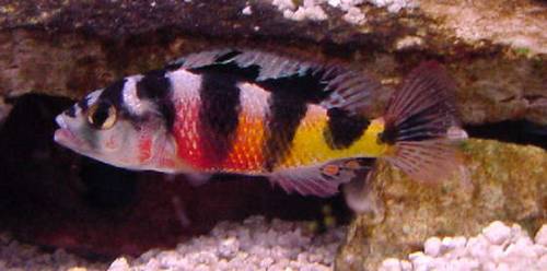astatotilapia latifasciata