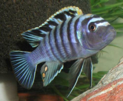 cynothilapia afra privatzucht g�nstig