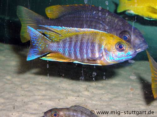 aulonocara jacobfreibergi privatzucht g�nstig