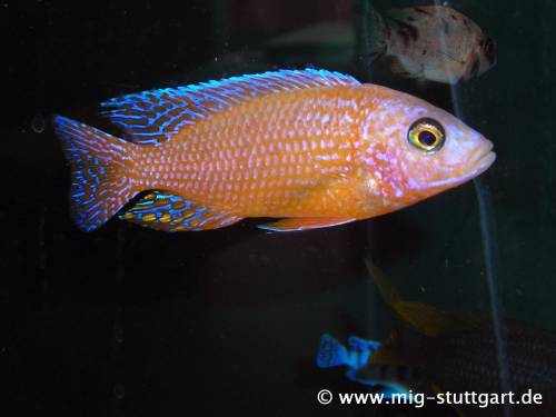 aulonocara red orchidee