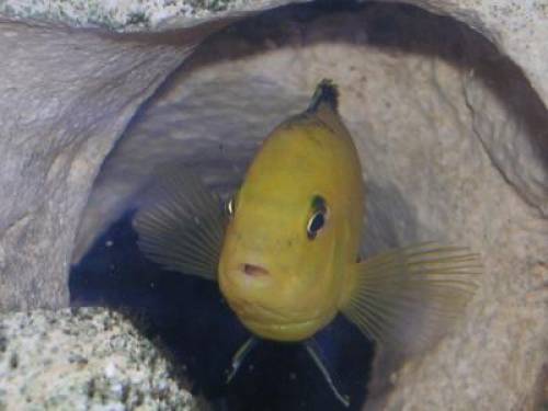 labidochromis yellow