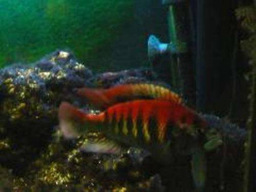 haplochromis nyererei zuchtp�rchen jungtiere