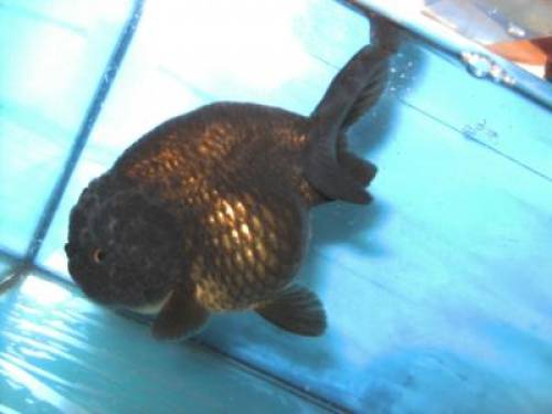 goldfische black ranchu