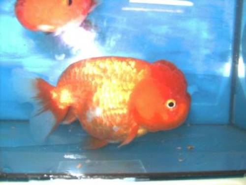 goldfische rot wei�e ranchus