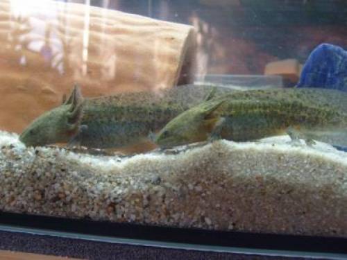 axolotl babies