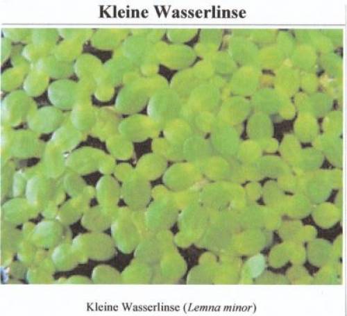 wasserlinsen