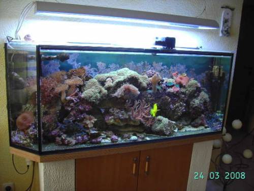 salzwasseraquarium x cm komplett fische korallen