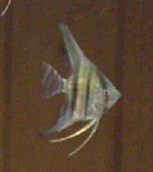 skalar wildfanflook streifen