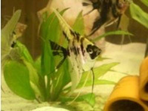 skalar marmor rotkopf mix