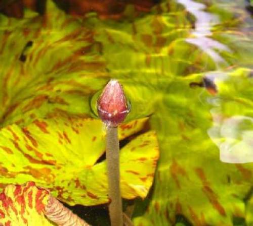 gesprenkelter tigerlotus ableger