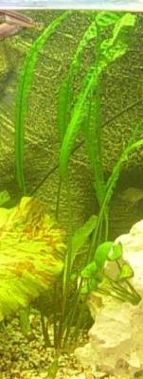 cryptocoryne aponogetifolia ableger