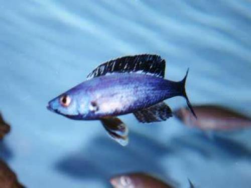 cyprichromis