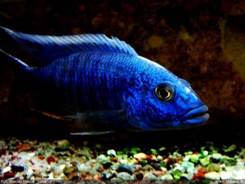 sciaenochromis fryeri