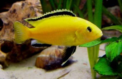 labidochromis caruleus yellow