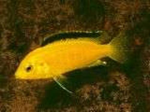 labidochromis jellow aus hobbyzucht