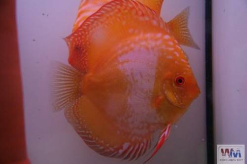 white pigeon blood diskus