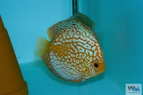 morning glory diskus