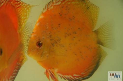 golden sunrise diskus