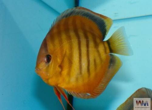 namunder red rose diskus