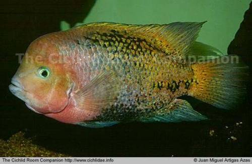 feuerkopf buntbarsch