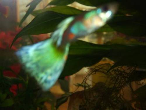 guppy