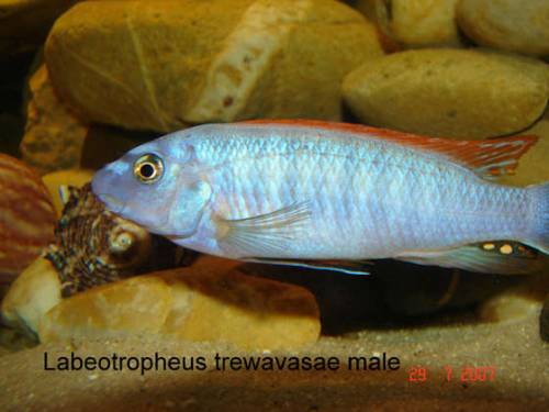 labeotropheus trewavasae