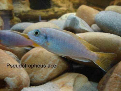pseudotropheus acai