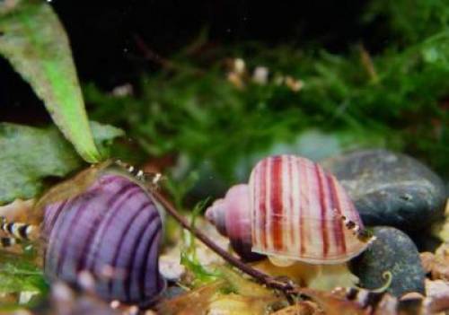 apfelschnecken lila und rosa