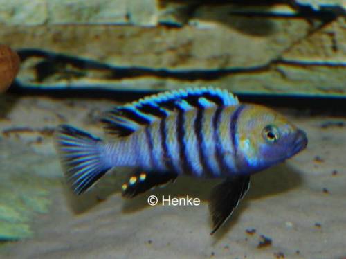 cynotilapia afra cobue