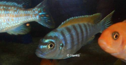 cynotilapia afra jalo reef