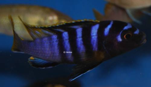 labidochromis mbamba bay
