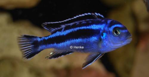 melanochromis cyaneorhabdos