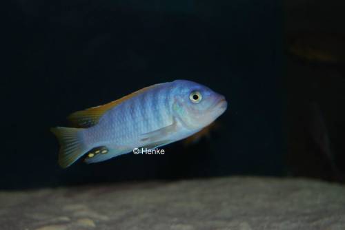 pseudotropheus greshakai