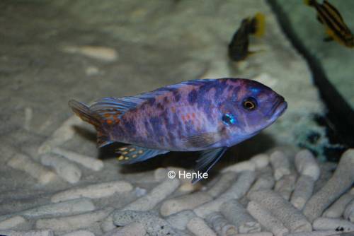 pseudotropheus zebra ob