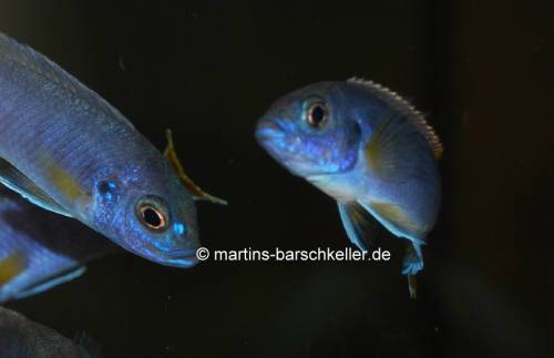 pseudotropheus acai luwala