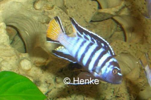 pseudotropheus elongatus mpang yellow tail