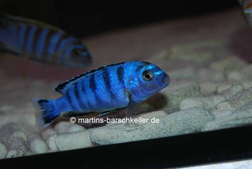 pseudotropheus saulosi