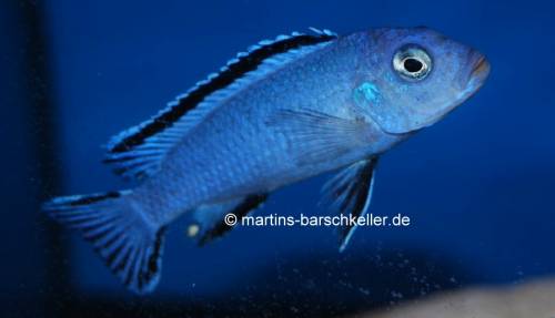 pseudotropheus socolofi