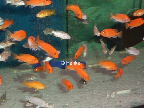 pseudotropheus zebra red