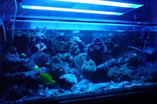 komplettes meerwasseraquarium l