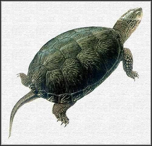 sumpfschildkr�ten emys adult