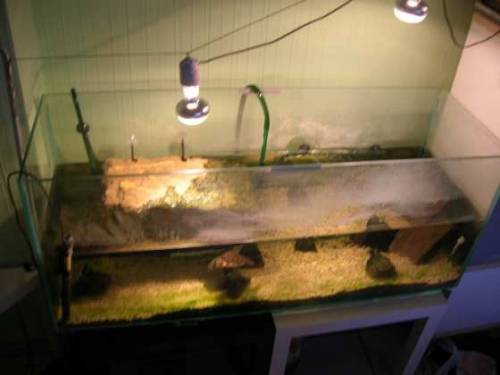 gelbwangenschmuckschildkr�te mit aquarium und zubeh�r