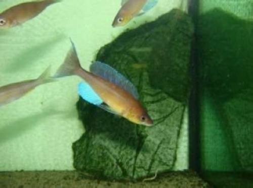 cyprichromis pavo nangu