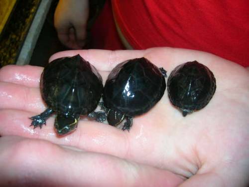 moschusschildkr�ten