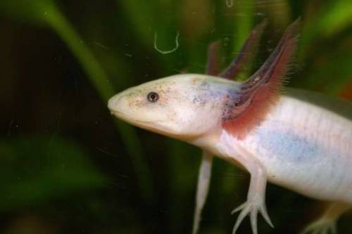 axolotl ambystoma mexicanum