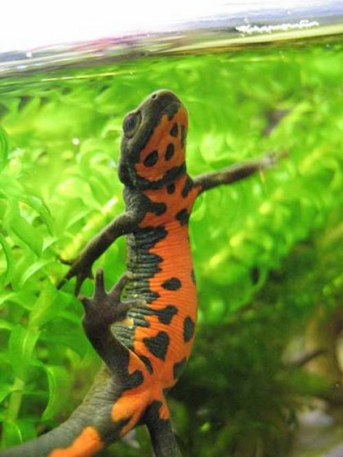 cynops orientalis nz