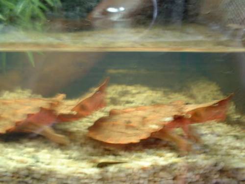 fransenschildkr�te mata