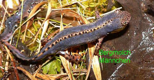 bergmolche triturus alpestris