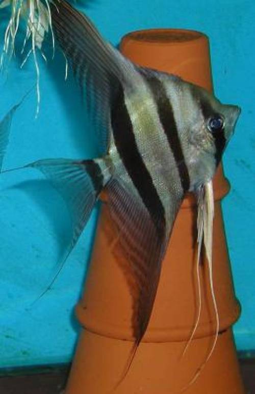 orinoco altum wildf�nge aus kolumbien